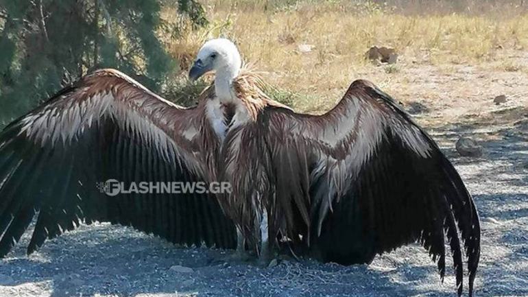Όρνιο κατέφυγε ταλαιπωρημένο σε παραλία της Κρήτης